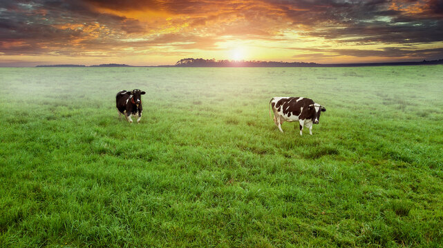 two cows grazing in a meadow top view from drone aerial photography