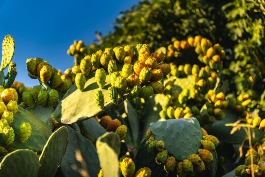 numerous prickly pear fruits during the summer at sunset