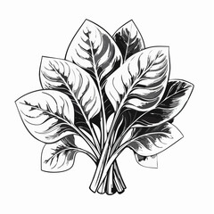 Black and white Spinach Image vector Isolated on White Background