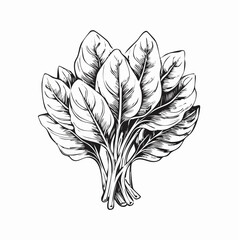 Fresh Spinach Image vector Isolated on White Background