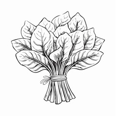 Fresh Spinach Image vector Isolated on White Background