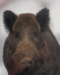 dzik - boar © Grzegorz