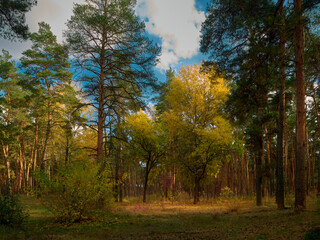 Fototapeta premium The forest is in autumn, the warm sun is shining, playing with shadows in the treetops, the leaves have turned yellow, many have fallen, but the pines remain green, a beautiful autumn landscape