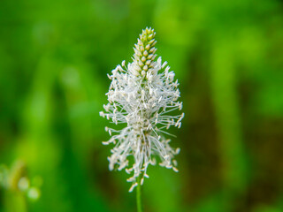 A ribwort plantain (Plantago media) as a background image. Taken in Musio, a district of Tremosine. © Albert Schweitzer
