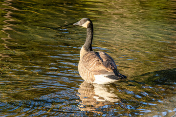 Obraz premium Canadian geese on Sasamat Lake in white pine beach of Port Moody, BC Canada