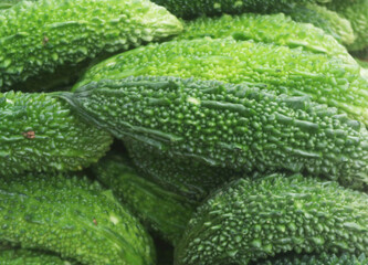Many bitter gourd or bitter melon vegetables close up as background	