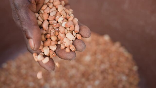 Closeup black farmer hand holding peanuts inspecting shelled crop in clay bucket textured brown background fingers sifting measuring portion vendor offering cradling harvest under warm natural light