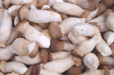 Many king oyster mushrooms as background