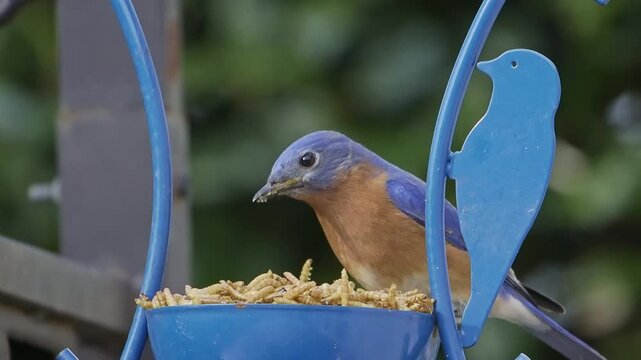 Eastern bluebird on bird feeder eating dried meal worms macro closeup.mp4, 2025 Eastern bluebird on hanging bird feeder eating dried meal worms macro closeup