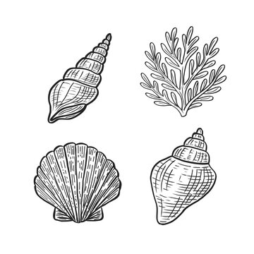 Marine life outline vector set: minimalist black and white sea shells and coastal elements for coloring book or logo design.