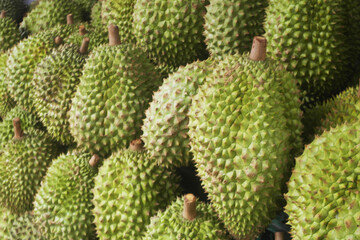 Many fresh durian fruits closeup as background.