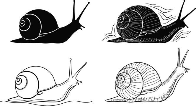 Snail illustration set, black silhouette and detailed line art gastropod drawings, isolated vector mollusk collection on white background