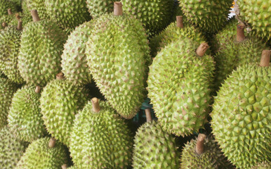 Many fresh durian fruits closeup as background.