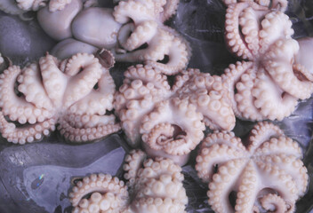 Many fresh octopuses close up