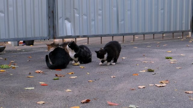 Three cats sitting on a paved surface with leaves scattered around them. a woman's hand feeds a cat