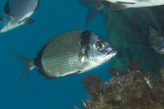 Mediterranean Classic: A Common Two-banded Seabream (Diplodus vulgaris) swimming near a reef, Tamariu, Spain