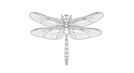Detailed Line Art Illustration of a Dragonfly with Transparent Wings. © Haroh