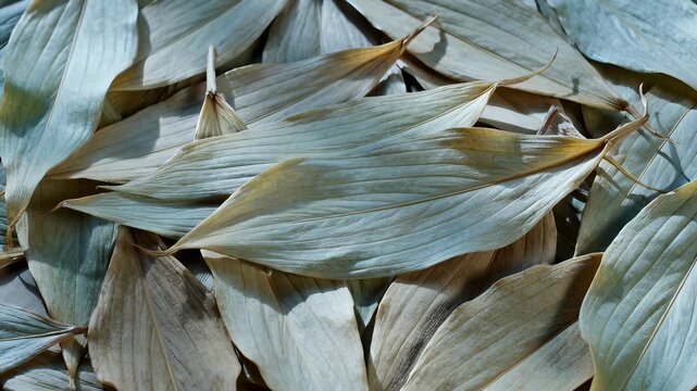 Close-Up Overhead View of Dried Green Leaves Textured Background