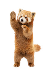 Fototapeta premium A red panda standing on its hind legs on transparent background