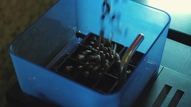 A close-up of dark roasted coffee beans falling into a coffee machine's blue hopper. The hopper is being filled with fresh beans. Rich, vibrant colors