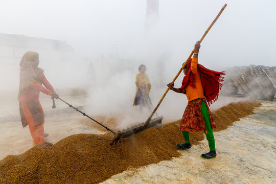 Ashuganj, Bangladesh - 15 January 2021: View of women toiling amidst the hazy air, their vibrant clothes a stark contrast against the earthy tones of the grain.