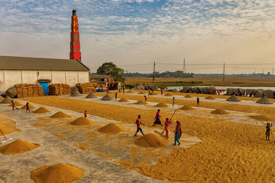 Ashuganj, Bangladesh - 24 December 2020: View of workers toiling on a vast concrete yard filled with golden grain piles under the shadow of a tall brick chimney.