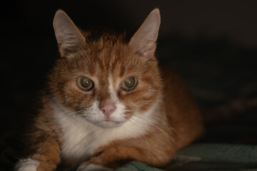 Obraz premium Domestic ginger cat resting on a patterned blanket with soft lighting, showcasing its facial features and relaxed posture in a cozy indoor setting