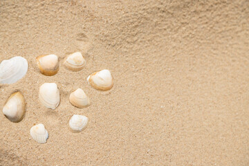 White seashell collection on golden sand seaside holiday background