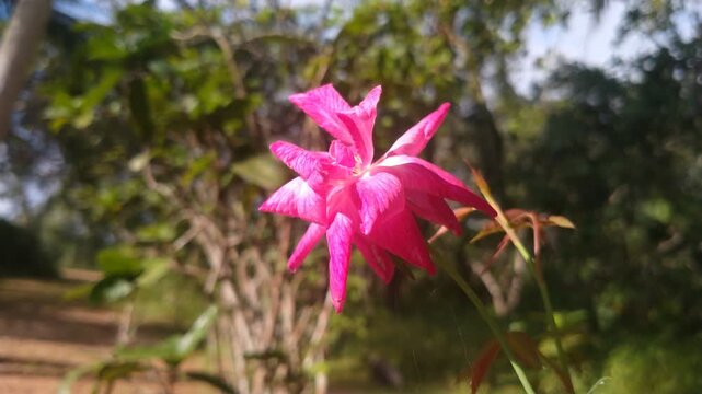Pink Flower Blooming in Nature, Soft Focus Floral Background, 4K Close-Up