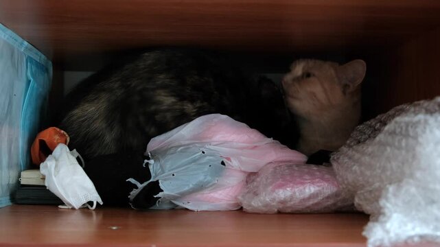 Two domestic cats hiding inside a wooden shelf among household items and plastic bags. One tortoiseshell cat and one ginger cat resting in a dark, cozy indoor space. Concept of pets, curiosity, hiding