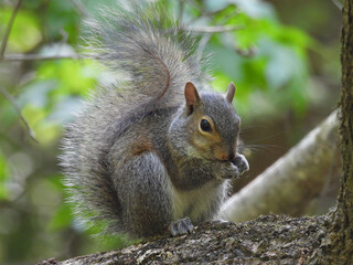 A hungry Eastern gray squirrel, feeding on a nut, within the bottomland hardwood forest of the Congaree National Park, Richland County, South Carolina.  