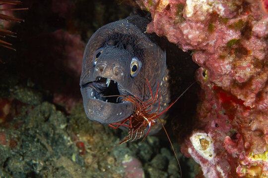 Red Sentinel &ndash; Stenopus spinosus Cleaning Muraena helena