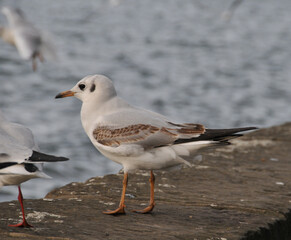Fototapeta premium Möwe am Maschsee von Hannover