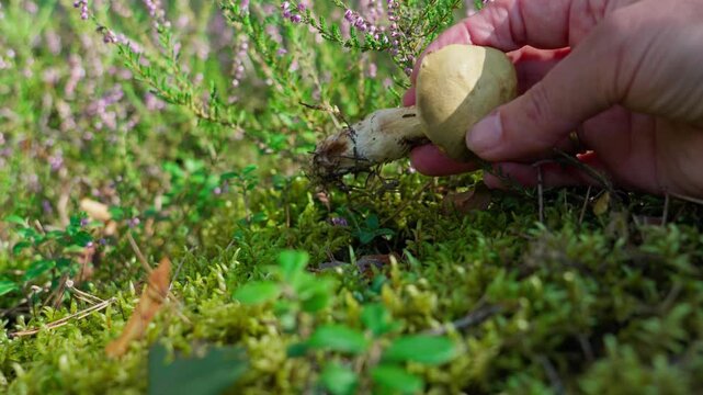 A porcini mushroom grows among green moss and heather. In the frame, part of a hand is visible fingers pulling the mushroom out by the root. The cap and stem are visible. Close-up.