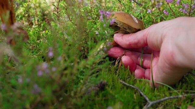 A porcini mushroom grows among green moss and heather. In the frame, part of a hand is visible fingers pulling the mushroom out by the root. The cap and stem are visible. Close-up.