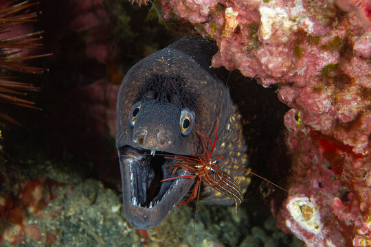 Symbiotic Moment &ndash; Muraena helena with Lysmata seticaudata