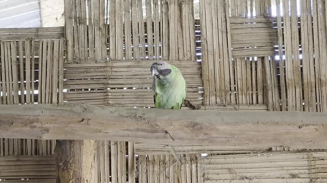 Grey-headed Parakeet Perched on a Wooden Beam in a Rustic Bamboo Structure, Bandarban, Bangladesh - Exotic Psittacula finschii Bird in Natural and Domestic Setting