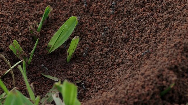 Macro closeup view of a red sand ant nest in the grass of meadow, with ants emerging from it and running around.