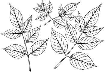 Detailed Black and White Line of Ash Tree Leaves White Background leaf botanical