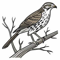 Fototapeta premium Brown and white bird perched on bare branch forest bird