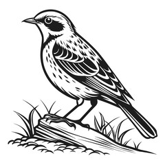 Obraz premium Black and white of a bird on a log animal wildlife