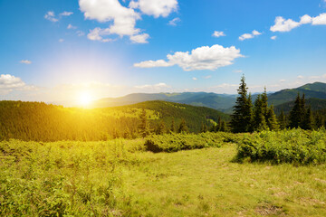 Panoramic view of Carpathian Mountains at dawn with dense pine forests lush green meadows bathed in golden sunlight bright blue sky scattered white clouds sunny morning offering ample copy space