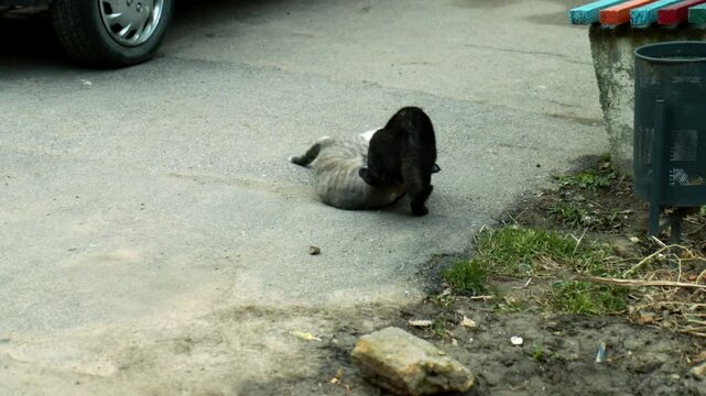Two cats one black and one gray are fighting on a dirt patch near a street