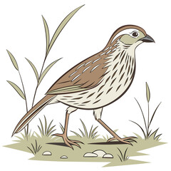 Fototapeta premium Brown and white bird standing on grass with plants