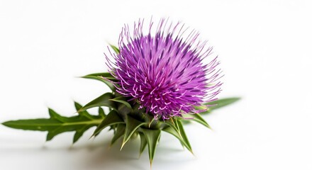 Close-up of a vibrant purple thistle flower with spiky green leaves and a white background
