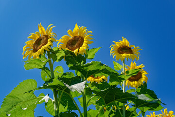 Sunflowers reaching for the sky