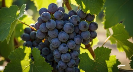 Ripe Grapes Hanging on Vineyard Branch.