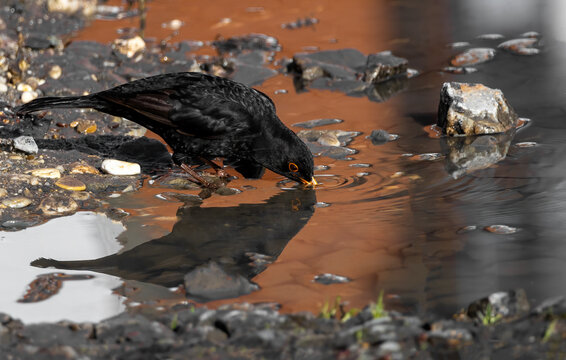 bird in the water