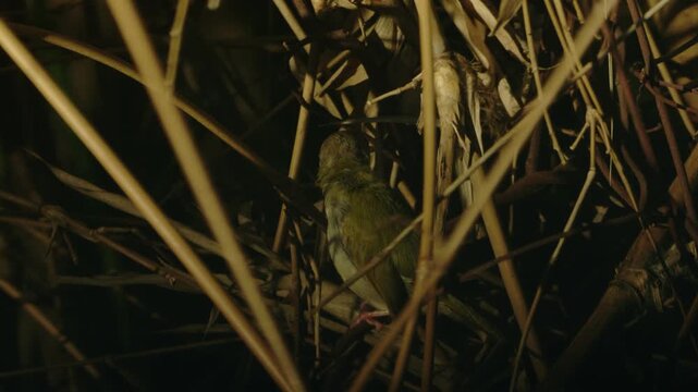 Closeup view of a common tailorbird that is standing on a branch and fluttering its feathers in the canopy of tropical tree as the light of the setting sun is illuminating its environment.