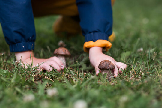 A mushroom picker in the forest is picking mushrooms. Close-up of L&eacute;ccinum sc&aacute;brum mushrooms in a forest clearing.